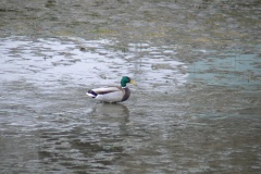 VÝLOV SPODNÍHO RYBNÍKA 25.3.2016