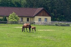 Dvory_Suchdol_2020_102