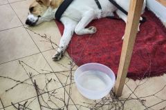 jar_flor_2025_08