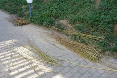 PIVOVAR KAMENICE PLETENÍ POMLÁZEK 2019