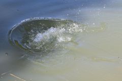 ryb_zav_2024_069