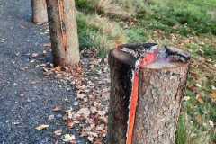 sad_rijen_2022_046