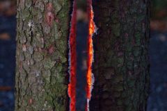 sad_rijen_2022_179