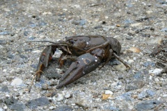 VÝLOV HORNÍHO RYBNÍKA 18.10.2014
