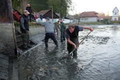 VÝLOV NÁVESÁKU A PRODEJ RYB 26.10.2019