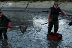 VÝLOV NÁVESÁKU A PRODEJ RYB 26.10.2019