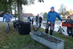 VÝLOV NÁVESÁKU A PRODEJ RYB 26.10.2019