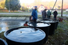 VÝLOV NÁVESÁKU A PRODEJ RYB 26.10.2019