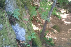 Žďárské vrchy 6-2015